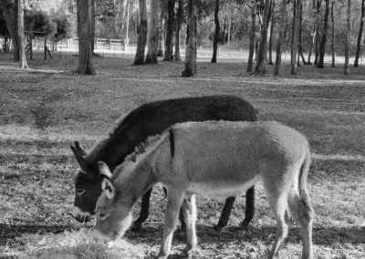 Australia - Port Macquarie - Road Trip East Coast Australia: Explore City Life, Beaches Wild Animals 🌊✨ - 11