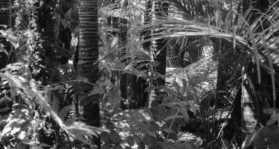 Ecuador - Cuyabeno - Amazon Lodge Cuyabeno Reserve