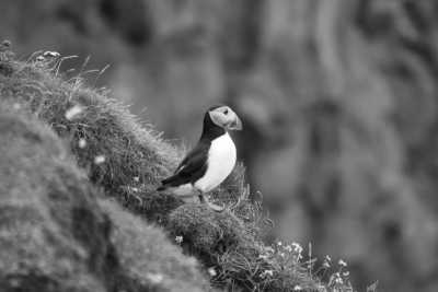 Faroe Islands - Mykines - Faroe Islands Fantasy: A Journey Through Untouched Beauty and Nordic Charm - 2