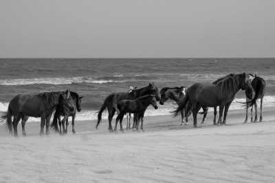 Europa - Camargue - ONLY GIRLS VANILFE TRIP in SOUTH of FRANCE: Visiting Cities, Art, Culture, Exploring Landscapes & Wild Horses - 1