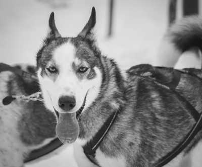 Italy - Madonna di Campiglio - Winter Adventure with a local in the Dolomites, Italy 🇮🇹  Dog Sledding and Skiing ❄️ Girls trip! 👯 - 2