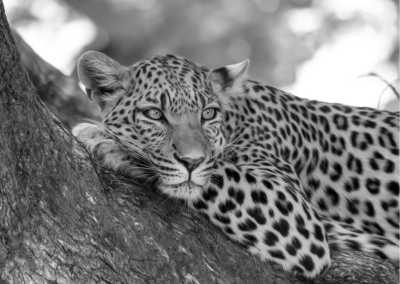 India - The Pink City Leopard Safari {JAIPUR} - Jaipur, India: An Exquisite Cultural Journey with a 5-Day Stay in a Spanish Villa, Enchanting Sightseeing, Delectable Cuisine, and Immersive Exploration - 1