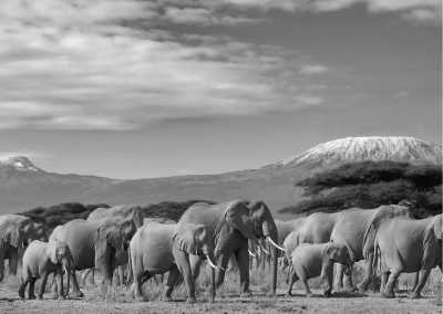 Tansania - Tanzania Safari - Single Private room (1pax) - JoinMyTrip