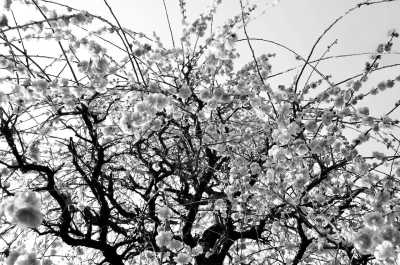 Japan - Asakusa - 7 Tage Tokyo nonstop - Essen, Sightseeing und Spaß in der coolsten Gruppe