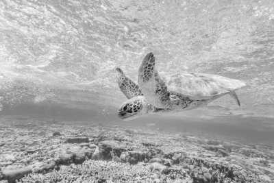 Greece - Psarou - Coworking Relax in Zakynthos GR: Beautiful Retreat Resort with Pool, Jacuzzi, Boat & Road trips, Close to the Beach - 5