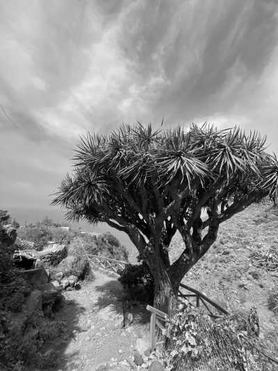 Spain - Anaga - Canary Islands in Summer ☀️🌴 Let's hike to beautiful viewpoints, explore subtropical nature, visit its Nationalparks and jump into natural volcanic pools 🌋 - 6