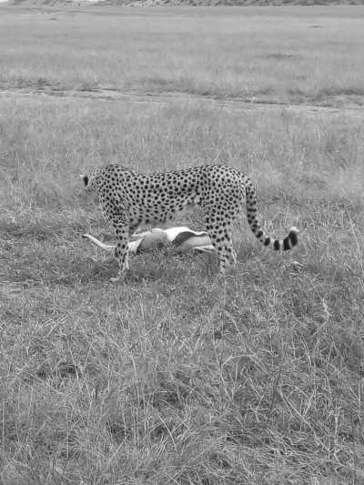 Kenia - Maasai Mara National Reserve - Kenyan Wonders Safari: All inclusive Maasai Mara, Lake Nakuru, Amboseli and Nairobi Adventure - 9