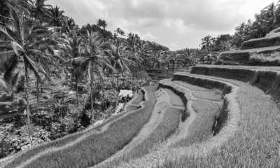 Indonesien - Ubud - Discover Bali Like a Local: Authentic Travel Experiences Await - 7