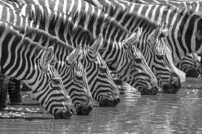 Tanzania - Ngorongoro Crater - 6 Day Tanzania Safari, Ndutu Area & The Great Migration Calving Season