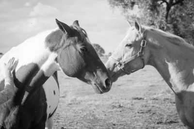Romania - Eine Pferdereise mit Bogenschießen durch die Natur in Rumänien - JoinMyTrip