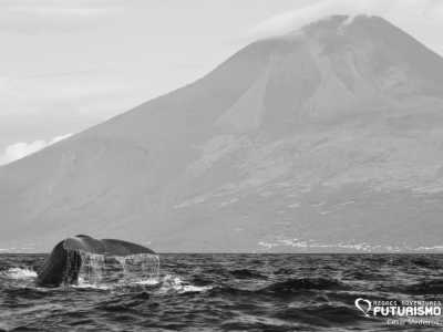 Portugal - Lajes Do Pico - Exploring for 7 days Pico Island, Portugal - Hiking, Sightseeing and More 🏝️ - 1