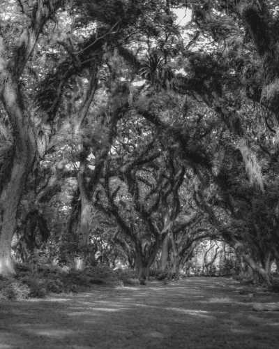 Indonesien - Banyuwangi - Indonesian Odyssey: Island-Hopping from Yogyakarta to Lombok - Embark on a Journey Through Nature's Wonders - 2