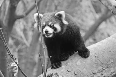 China - Chengdu Research Base of Giant Panda Breeding - Discover Chengdu: Exploring the Panda City in China - 2