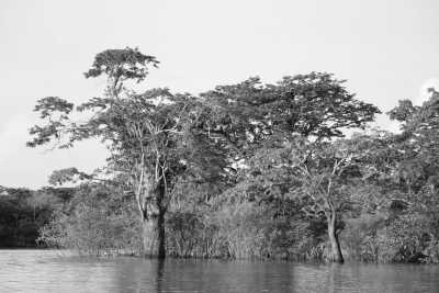 Ecuador - Reserva de producción de Fauna Cuyabeno - Jungle Immersion: 5 Days of Discovery at Cuyabeno Lodge, Ecuador