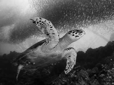 Philippines - Moalboal - Experience Cebu: Unleash the Adventure! - 1