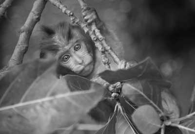 Indonesien - Sacred Monkey Forest Sanctuary - Bali Bliss: Explore Ubud, Waterfalls, Nusa Penida Island Gems and More! - 7