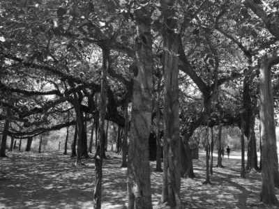 India - Auroville - The hidden gems of South India: Mahabalipuram, Pondicherry and Auroville. A prefect blend of culture, heritage, beaches and human unity! (Shared Room Price) - 7