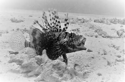 Egypt - Hurghada - Explore Incredible Diving Adventures in Egypt: Unforgettable Diving Trip - 3