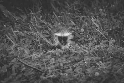 Tanzania - Jozani Forest - Zanzibar Wanderlust: From Stone Town to Paradise Beaches in Tanzania - 2