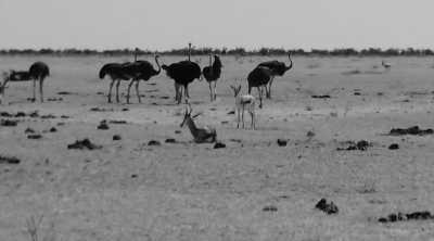 Subsahara-Afrika - Etosha National Park - Simbabwe - Sambia - Namibia - 3