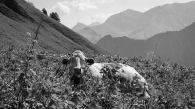 Deutschland - Fellhorn - A Magical Experience | Walkshop | Allgäu | Fellhorn Ridge | German Alps | 4 days - 11
