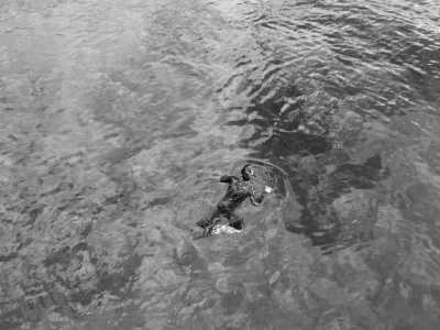 Indonesia - Penida Island - Snorkeling with Manta & Hike Mount Batur in The Island of God - Bali - 3