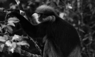 Sri Lanka - Sinharaja Rain forest, Waddagala, Kalawana - Escape to Sri Lanka - Ayurveda Spa Retreat, Yoga & Meditation - 4