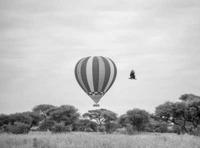 Tanzania - Tarangire National Park - Travel Like a Local through out Tanzania - 2