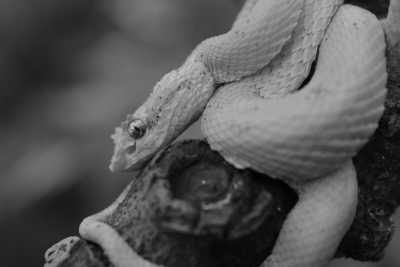 Costa Rica - Cahuita - Costa Rica Herpetology Adventure: Crocodiles and Poison Dart Frogs Expedition