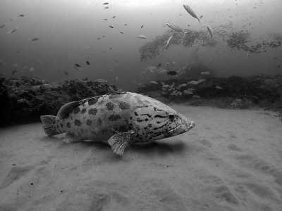 Subsahara-Afrika - Morrungulo - Echoes of the Wild: A Journey from Kruger's Big Five to Mozambique's Whale Wonders - 4