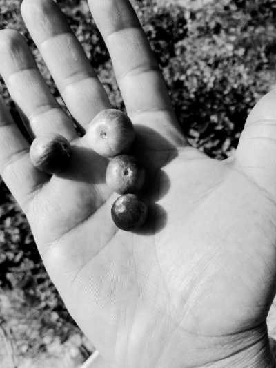 Egypt - Siwa Oasis - Siwa Oasis Tour from Cairo, Egypt. - 7