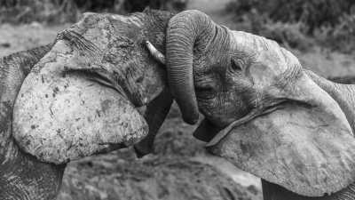 Südafrika - Addo Elephant National Park - Bucket List Camp South Africa ~ Monique  - 1