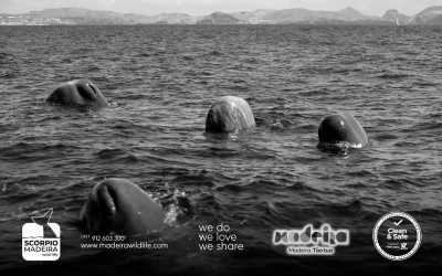 Portugal - Pico do Facho - 🌅 Hike, surf and more!🐬The Ultimate Adventure in Madeira, Portugal🏄‍♂️ - 3