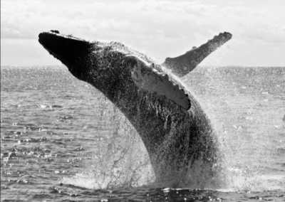 South Africa - Whale Close - Women's Wellness Journey - Sacred Sisterhood - 1