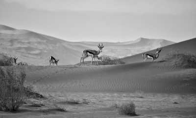 Southern Africa - Sossusvlei - Epic Overland Journey: From Namibe, Namibia to Cape Town, South Africa - 2