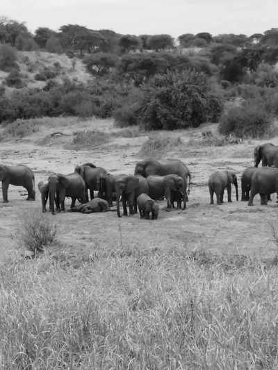 Tansania - Tarangire National Park - Experience Tanzania: 6-Day Mid-Range Safari Featuring Tarangire, Serengeti & Ngorongoro