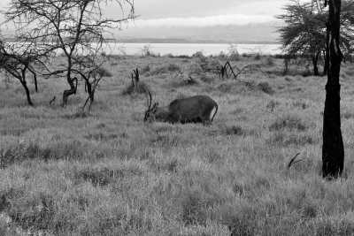 Kenia - Lake Nakuru National Park - Kenya Safari in 7 Days Visit 4 Destinations in Kenya - 4
