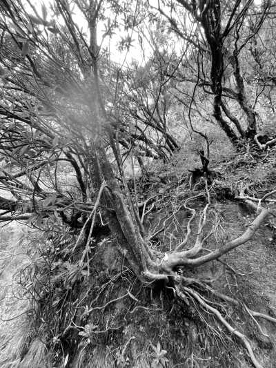 Portugal - Fanal Forestry Station - Coworkation, Coliving and Adventurous Hiking Trip with a Knowledgeable expat on the dream island of Madeira (Single rooms) - 3