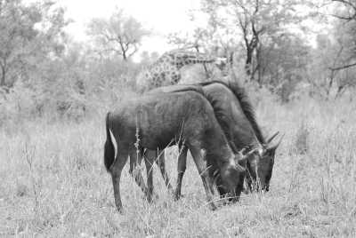 South Africa - Kruger-Nationalpark - Südafrika: Wilde Tiere, der Krüger Nationalpark! - 6