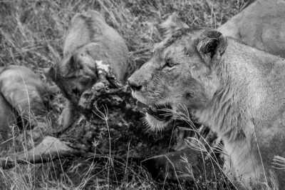 Tanzania - Manyara-See - Discover Tanzania and experience the African safari with a local! - 3