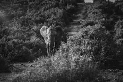 South Africa - Südafrika Highlight Roadtrip: Garden Route, Panorama Route und Safari - JoinMyTrip