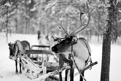 Finland - Winter Adventure in Finland❄️ Northern Light, Snowmobile, Reindeer, Ice Floating, Icebreaker, and Santa Claus Village☃️ - JoinMyTrip