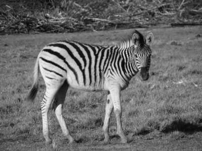 Südafrika - Addo Elephant National Park - Bucket List Camp South Africa ~ Monique  - 2