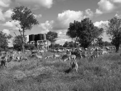 Tanzania - Tarangire National Park - Pocket friendly Tanzanian Safari with a local - 8