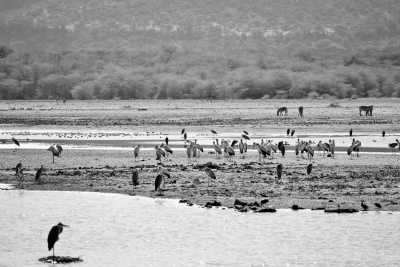 Tanzania - Arusha National Park - 6 Day Safari & Beach Adventure in Tanzania | Zanzibar, Serengeti, Tarangire, Ngorongoro | Africa - 4