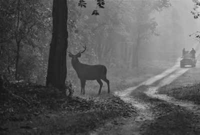 Indien - Jim Corbett National Park - Yog Nagri, Uttarakhand: An Inspiring Journey in India's Spiritual Hub - 2