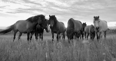 Rumänien - Cioclovina - Reiten & Yoga - eine Pferdereise durch Rumänien - 1