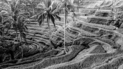 Indonesien - Denpasar - Remote Work in Bali, Indonesia 🌴🏖️ Coworking and Coliving - 3