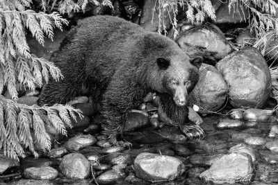 North America - Hyder - 3 𝗪𝗲𝗲𝗸𝘀 𝗥𝗼𝗮𝗱 𝗧𝗿𝗶𝗽 𝗖𝗔𝗡𝗔𝗗𝗔 𝗮𝗻𝗱 𝗔𝗟𝗔𝗦𝗞𝗔 (𝗽𝗿𝗶𝘃𝗮𝘁𝗲 𝗿𝗼𝗼𝗺)🍁 - 1