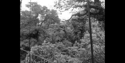 Costa Rica - Monte Verde - Costa Rica: Cloud forest, North Pacific, Walk Among Treetops and Enjoy a the Most Beautiful Sunsets (Private Rooms) - 3